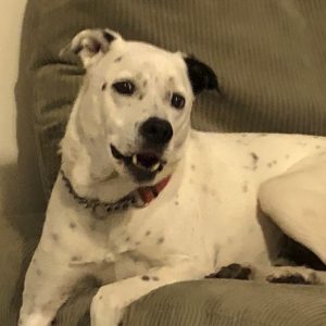 In Loving Memory of All the Pets Who Have Crossed the Rainbow Bridge